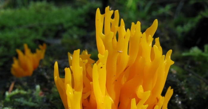 Калоцера клейкая оленьи рожки