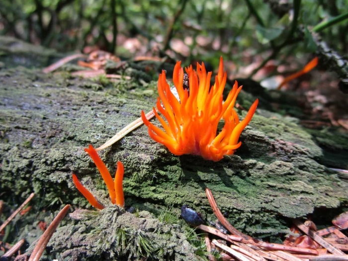 Оранжевый коралловидный гриб