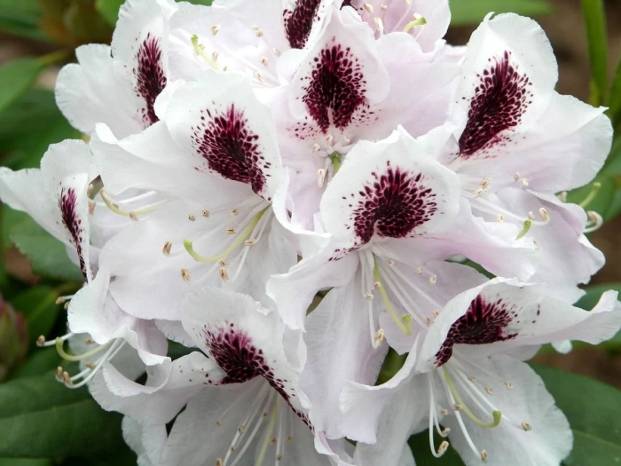 Рододендрон гибридный калсап