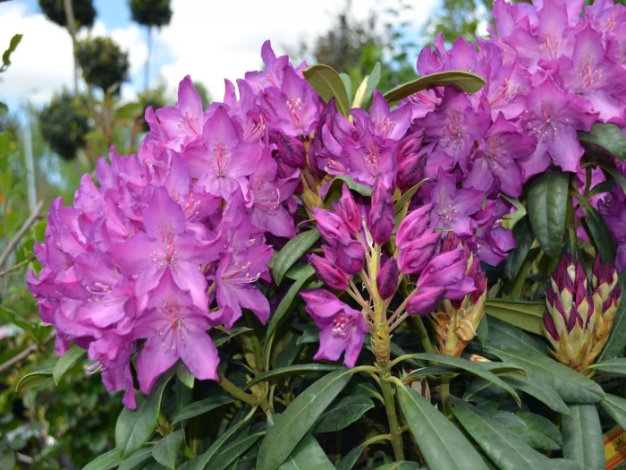 Рододендрон boleslaw chrobry