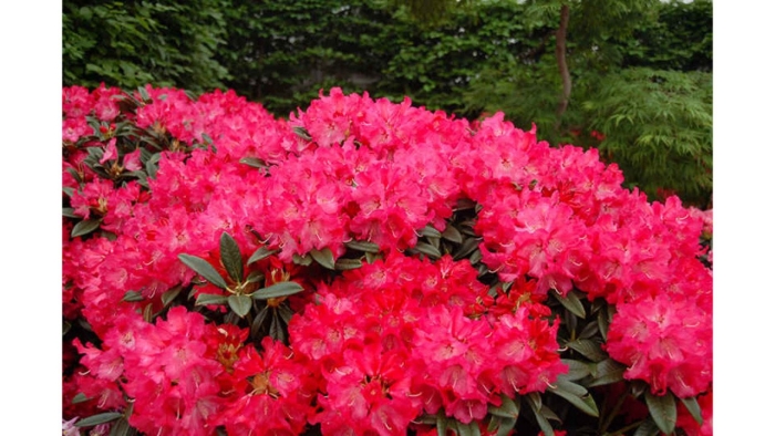 Рододендрон гибридный владислав ягелло