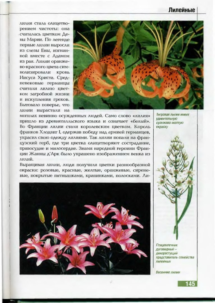 Лилия ланцетолистная тигровая