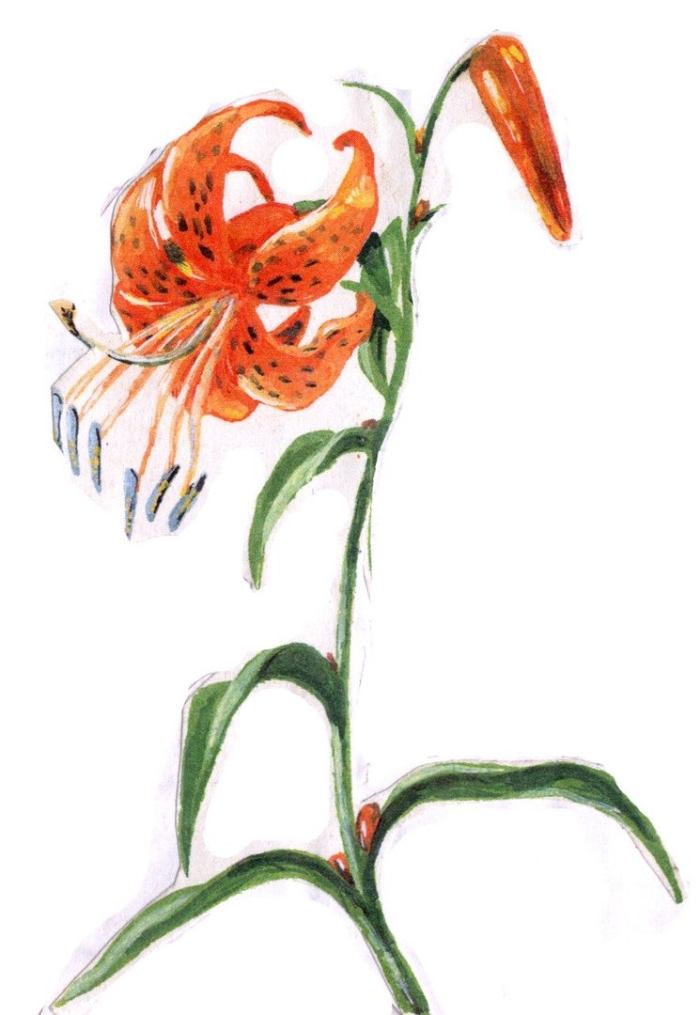 Тигровая лилия саранка