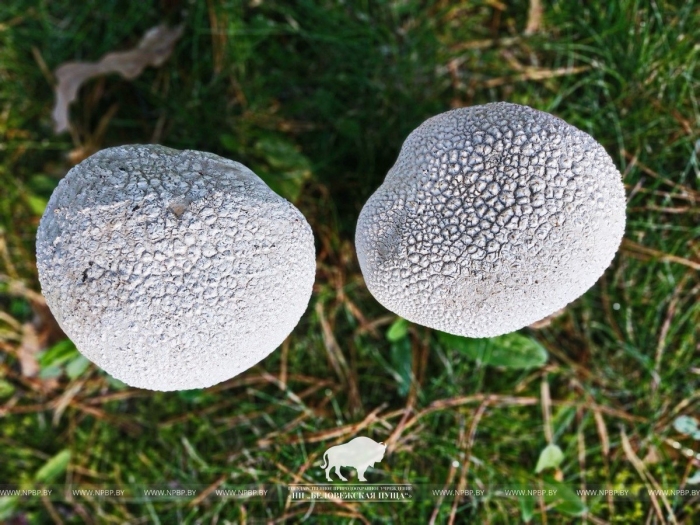 Гриб дождевик шиповатый луговой