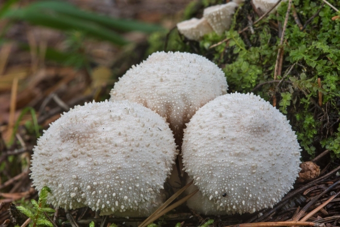 Дождевик шиповатый lycoperdon perlatum