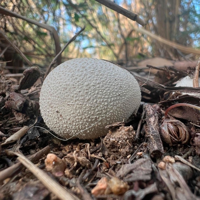 Ложнодождевик бородавчатый