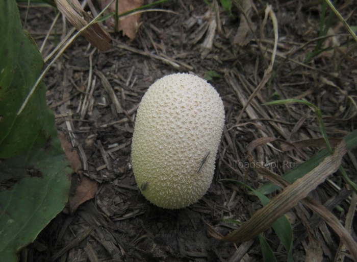 Дождевик гриб съедобный