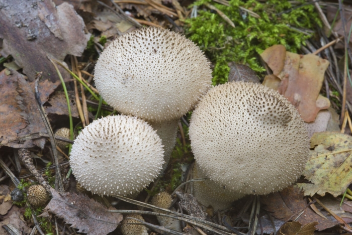 Дождевик шиповатый lycoperdon perlatum