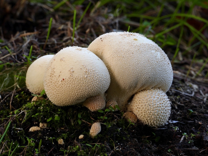 Дождевик lycoperdon pyriforme