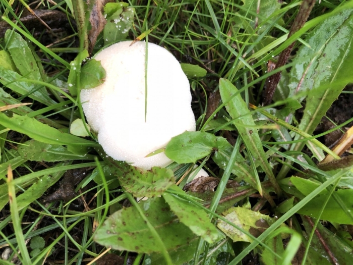 Гриб дождевик луговой