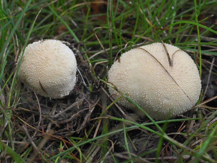 Дождевик луговой съедобный