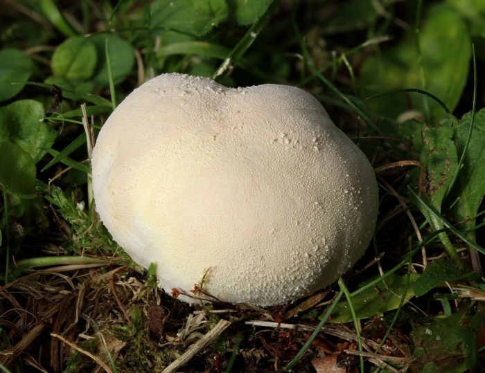 Гриб дождевик шиповатый луговой