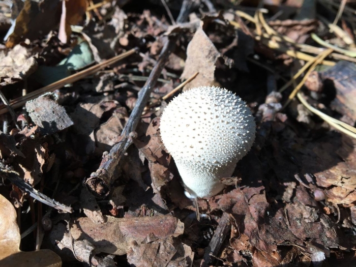 Головач продолговатый (calvatia excipuliformis)