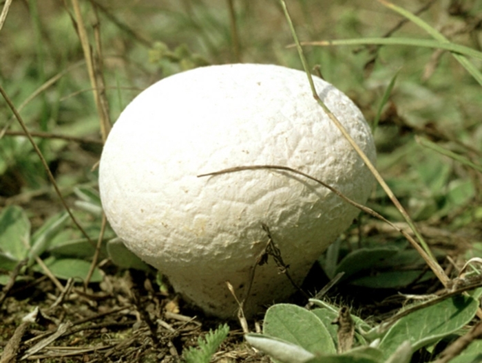 Гриб дождевик съедобный и ложнодождевик