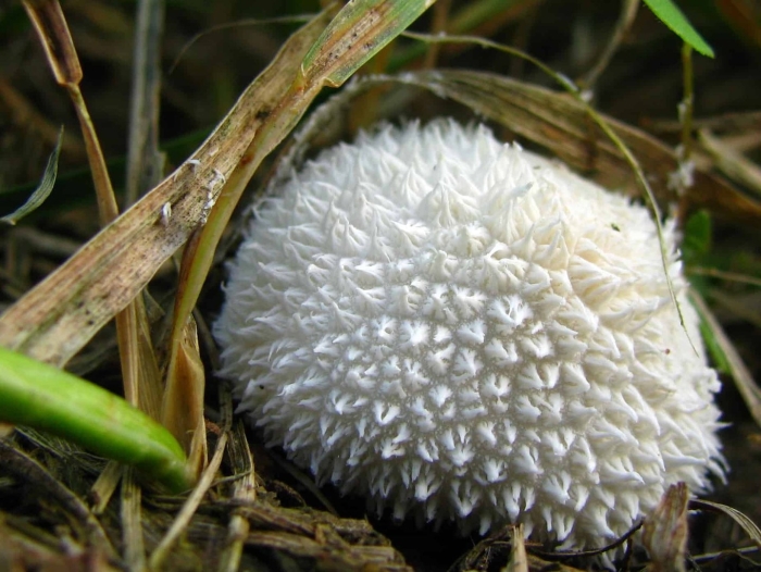 Дождевик белый - lycoperdon marginatum vittad.