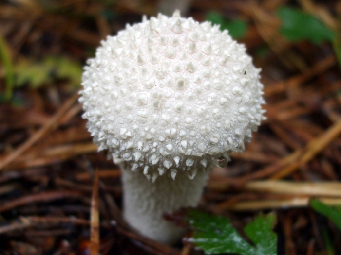 Дождевик шиповатый lycoperdon perlatum