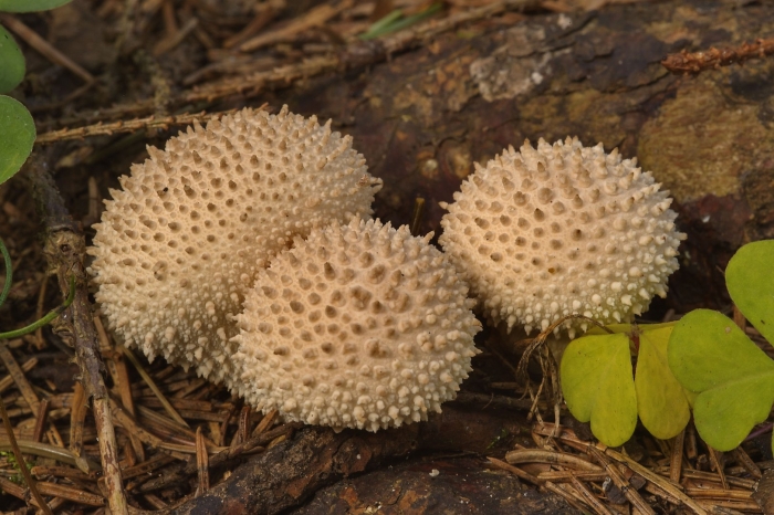 Дождевик шиповатый lycoperdon perlatum