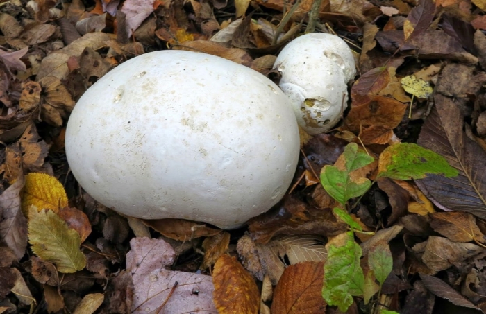 Гриб calvatia gigantea