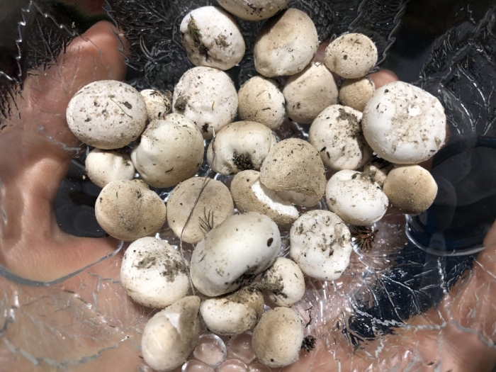 Дождевик гриб полевой