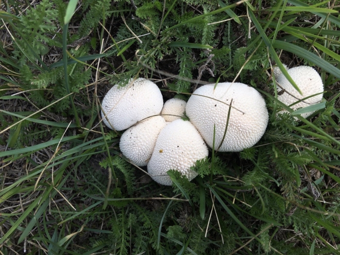 Гриб дождевик съедобный