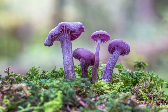 Лаковица аметистовая / amethyst deceiver