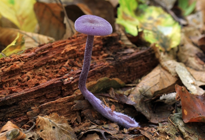 Laccaria amethystina