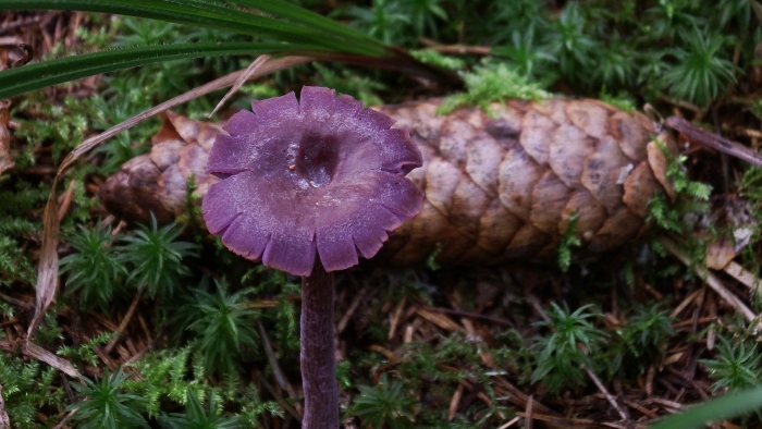 Лаковица аметистовая гриб