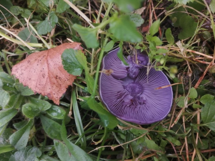 Гриб рядовка фиолетовая