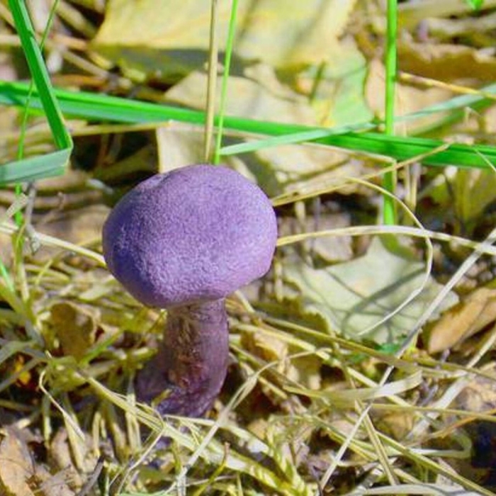 Паутинник фиолетовый