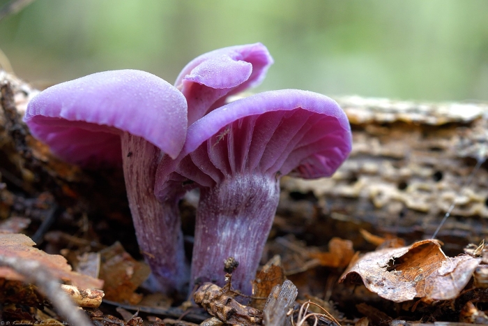 Лаковица аметистовая