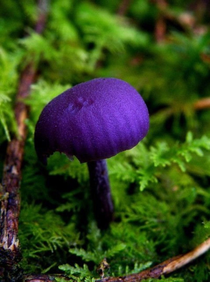 Лаковица аметистовая laccaria amethystina