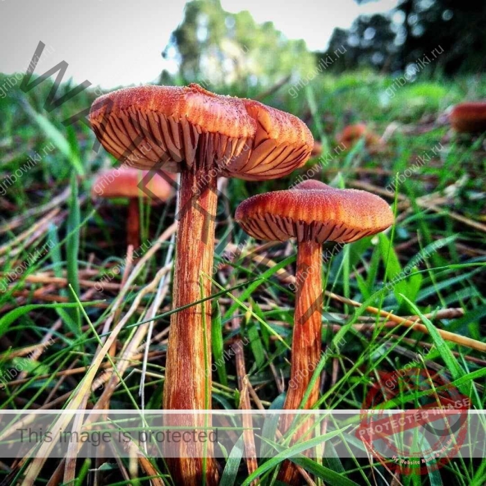 Лаковица гриб