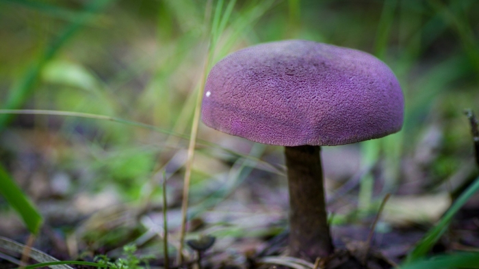 Паутинник фиолетовый съедобные грибы