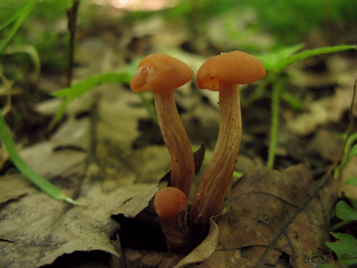 Лаковица обыкновенная гриб