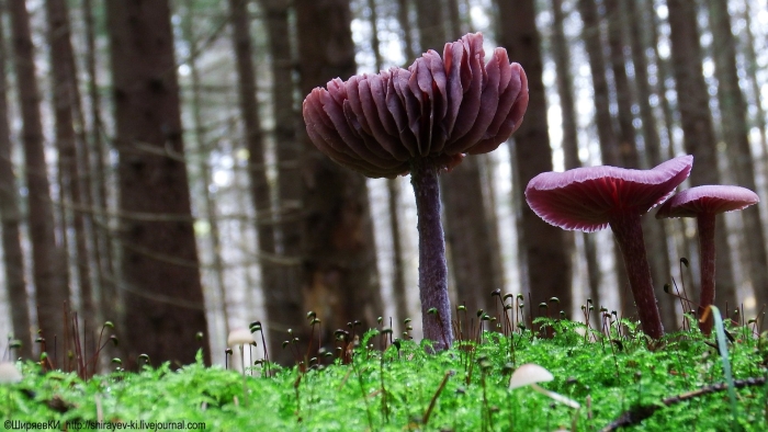Laccaria amethystina