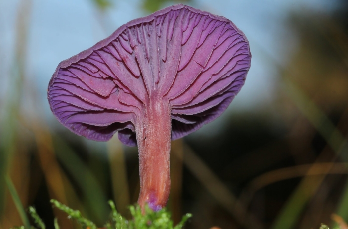 Лаковица аметистовая laccaria amethystina