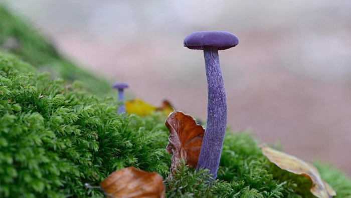 Лаковица аметистовая laccaria amethystina
