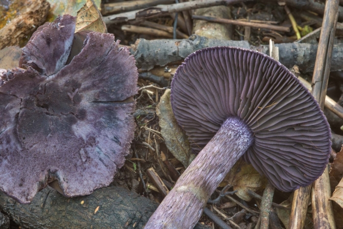 Паутинник лиловый