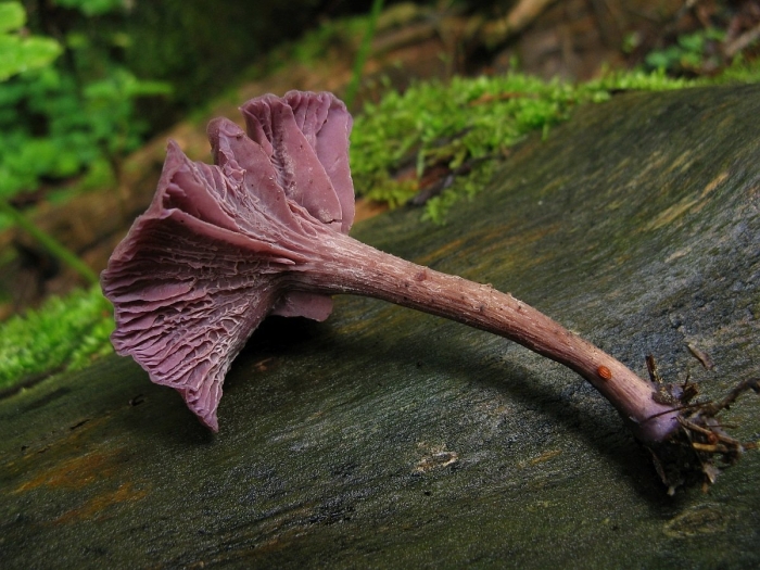 Laccaria amethystea