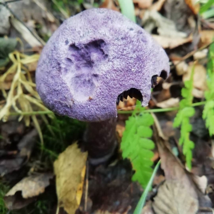 Паутинник фиолетовый съедобный