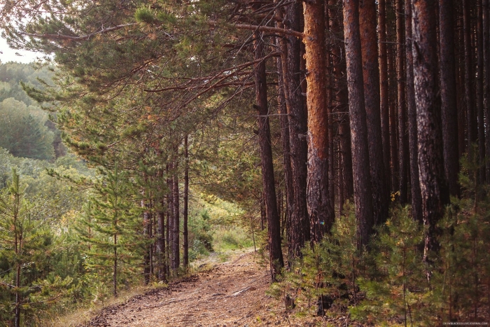 Хвойно широколиственные леса южного урала