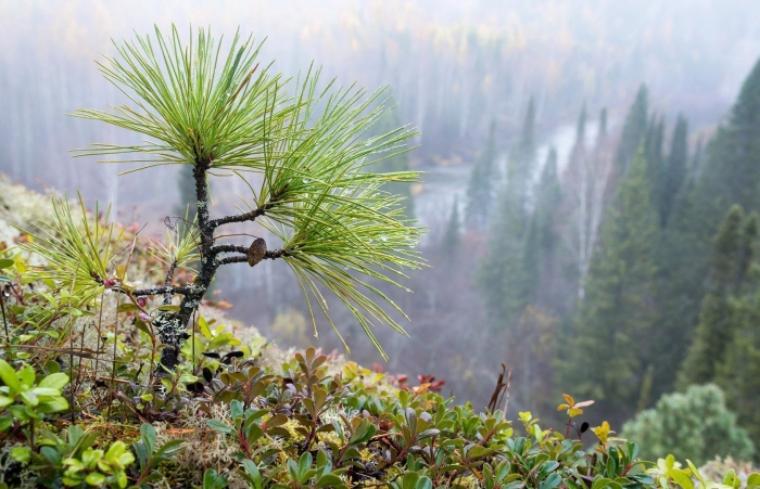 Уральские горы сосны южный урал