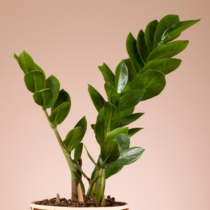 Цветок замиокулькас