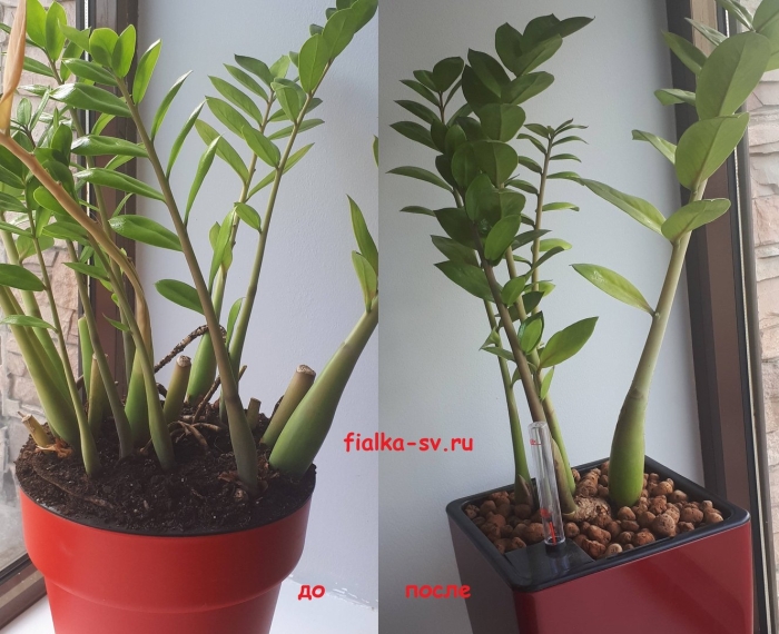 Замиокулькас долларовое дерево