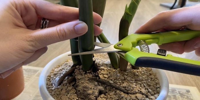 Рассадить замиокулькас