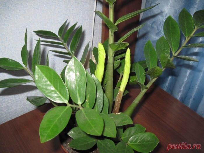 Цветет замиокулькас