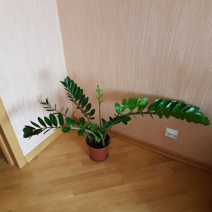 Замиокулькас долларовое дерево