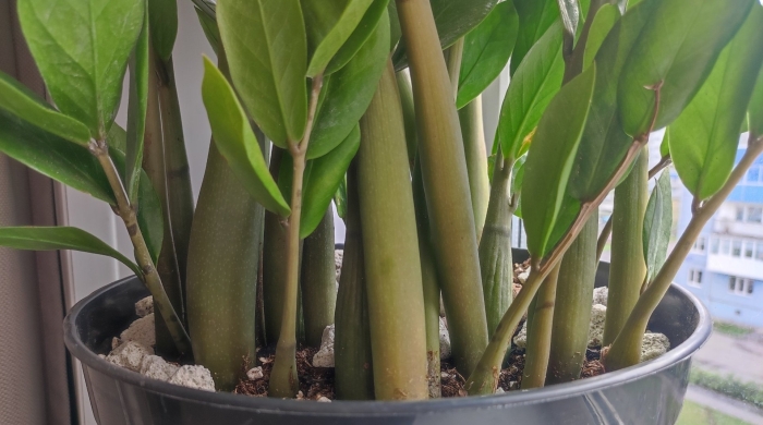 Как выходит новый лист замиокулькаса