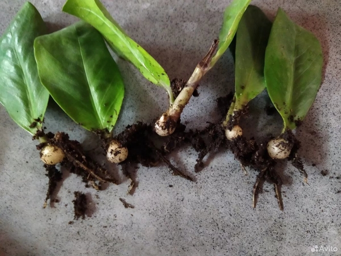 Замиокулькас корневая