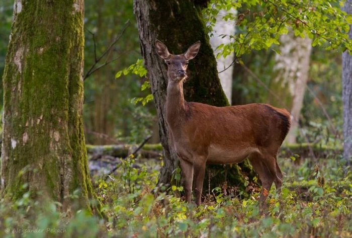 Белоруссия беловежская пуща заповедник